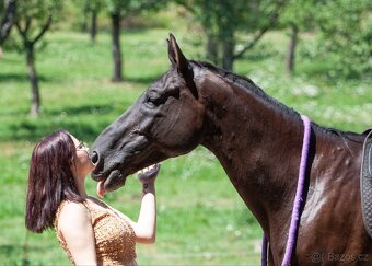 Pronájem valacha - 5