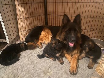 Německý ovčák štěňata s PP (dlouhosrstý) - 5
