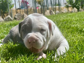 American bully XL - 5