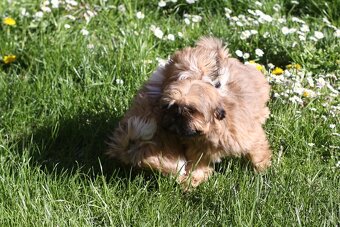 Shih-tzu, Shih tzu, si cu bez pp - 5
