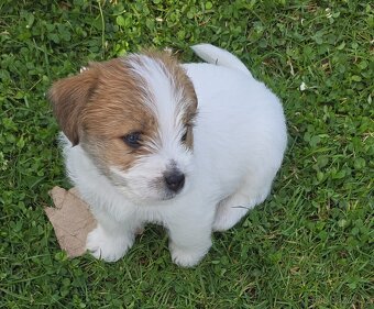 Jack russell terier - 5