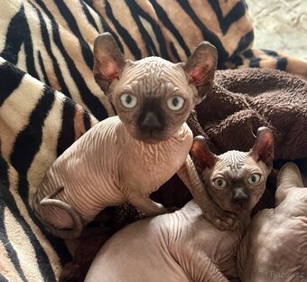 Koťata s PP Sphynx-Elf, narozená 17. 7. 2025 - 5