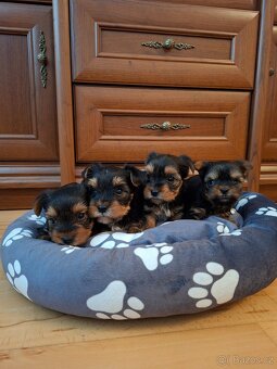 Yorkšírsky teriér - 5