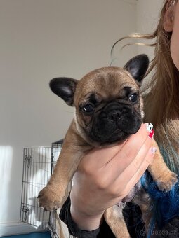 Štěně francouzského buldočka - 5