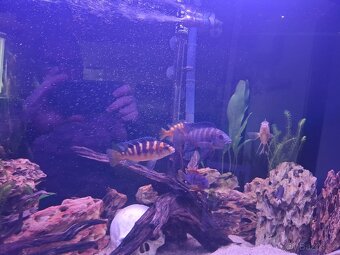 Daruji mix malawi - 5