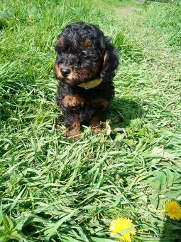 Pudl black and tan - 5