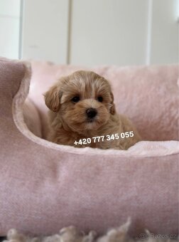 Fenka Maltipoo f1 700€ - 5