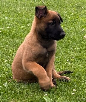 Belgický ovčák Malinois - 5