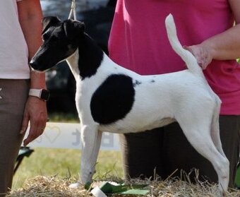 Foxterier hladkosrstý - 5