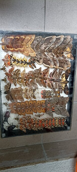 Prodám velikou sbírku motýlů - 5