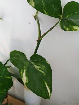 Řízky pothos / epipremnum - 5