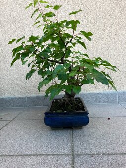 Bonsai, Bonsaj, jamadori, javor ginnala - 5
