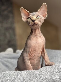 Sphynx koťátka s PP - 5