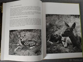 Dětská kniha- O rezaté veverce –JAKO NOVÉ - 5