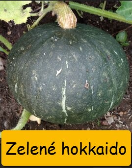 SADBA ZELENINY RAJČE, PAPRIKA, OKURKA, CUKETA.. – LZE POSLAT - 5