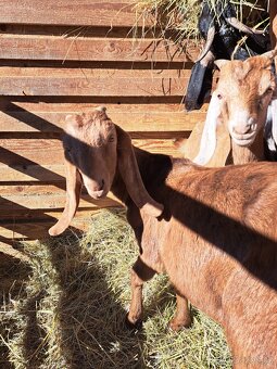 100%Anglonubijský kozlik - 5