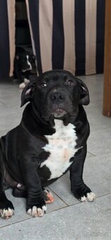 American Bully Pocket - Standart - 5