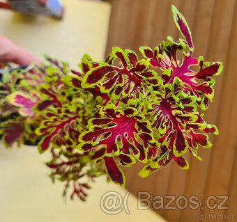 SEMENA Africká okrasná kopřiva Coleus - 5