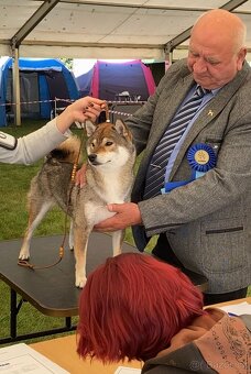 SHIBA štěňata k rezervaci - 5