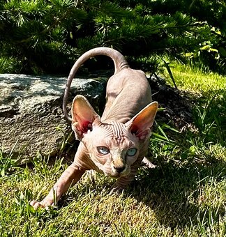 Kanadská Sphynx - 5