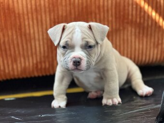 American Bully pocket - 5