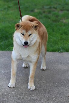 Shiba Inu s PP FCI - 5