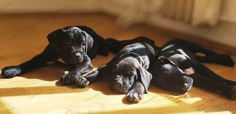 Cane Corso s PP (FCI) - 5