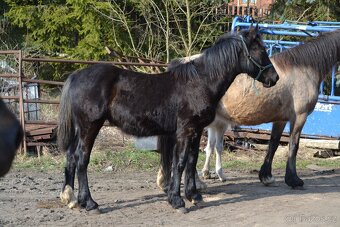 Welsh cob - hříbata 2025 - 5