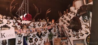 Paroží, trofeje, preparáty - 5