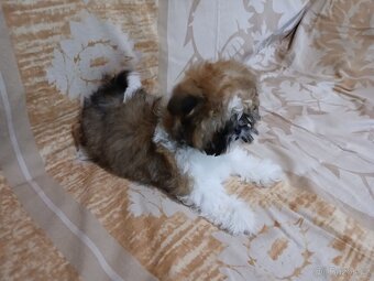 Shih-tzu, shi tzu, šicu štěně štěňátka - 5