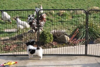 Psík papillon s Preukazom o pôvode - 5