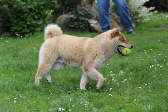 Shiba Inu s PP FCI - 5