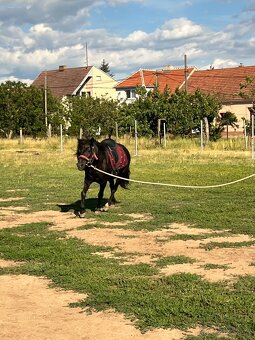 Pony klisna - 5