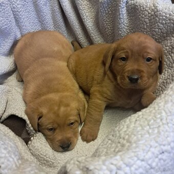 Labradorský retriever s PP - 5