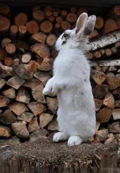 Králičí holčička - 5