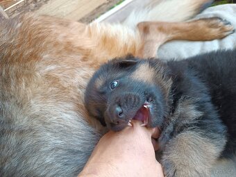 Německý ovčák s PP pejsek - 5