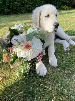 Zlatý retriever - 5