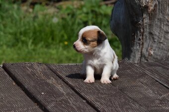 Jack Russell teriér s PP - fenka RESERVED - 5