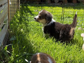 Welsh Corgi Pembroke - 5