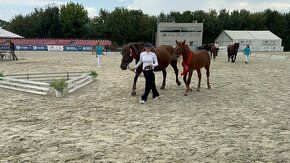 Prodáme klisničku plemene Slezský norik - 5