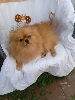 POMERANIAN - 5