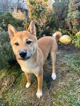 Shiba Inu - 5