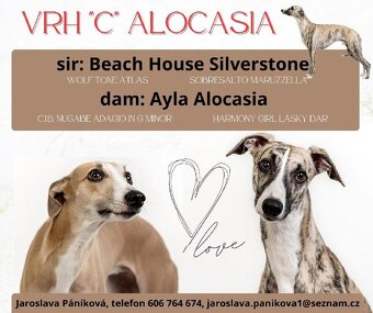 vipet/whippet štěňátka - 5