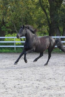 Klisna barock pinto - 5