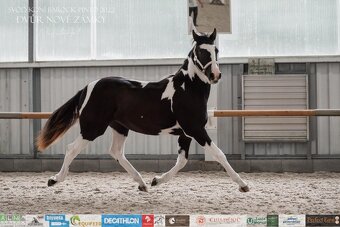 Charakterní kobylka 4 roky - Barock pinto - 5