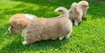 Šteniatka Welsh corgi pembroke - 5
