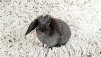 Zakrslý beránek, králíček, králík - ELLA - 5