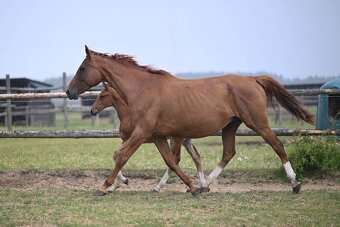 Kompletní chovný a sportovní balíček (8 koní) - 5