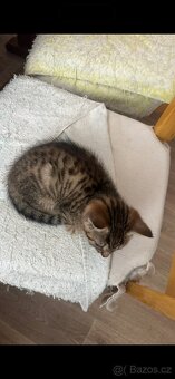 Koťata - 5
