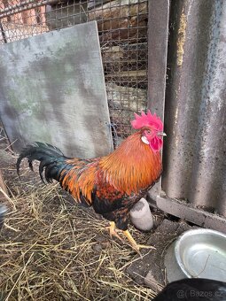 Prodám kohouta - 5